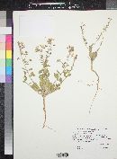 Eremothera boothii image