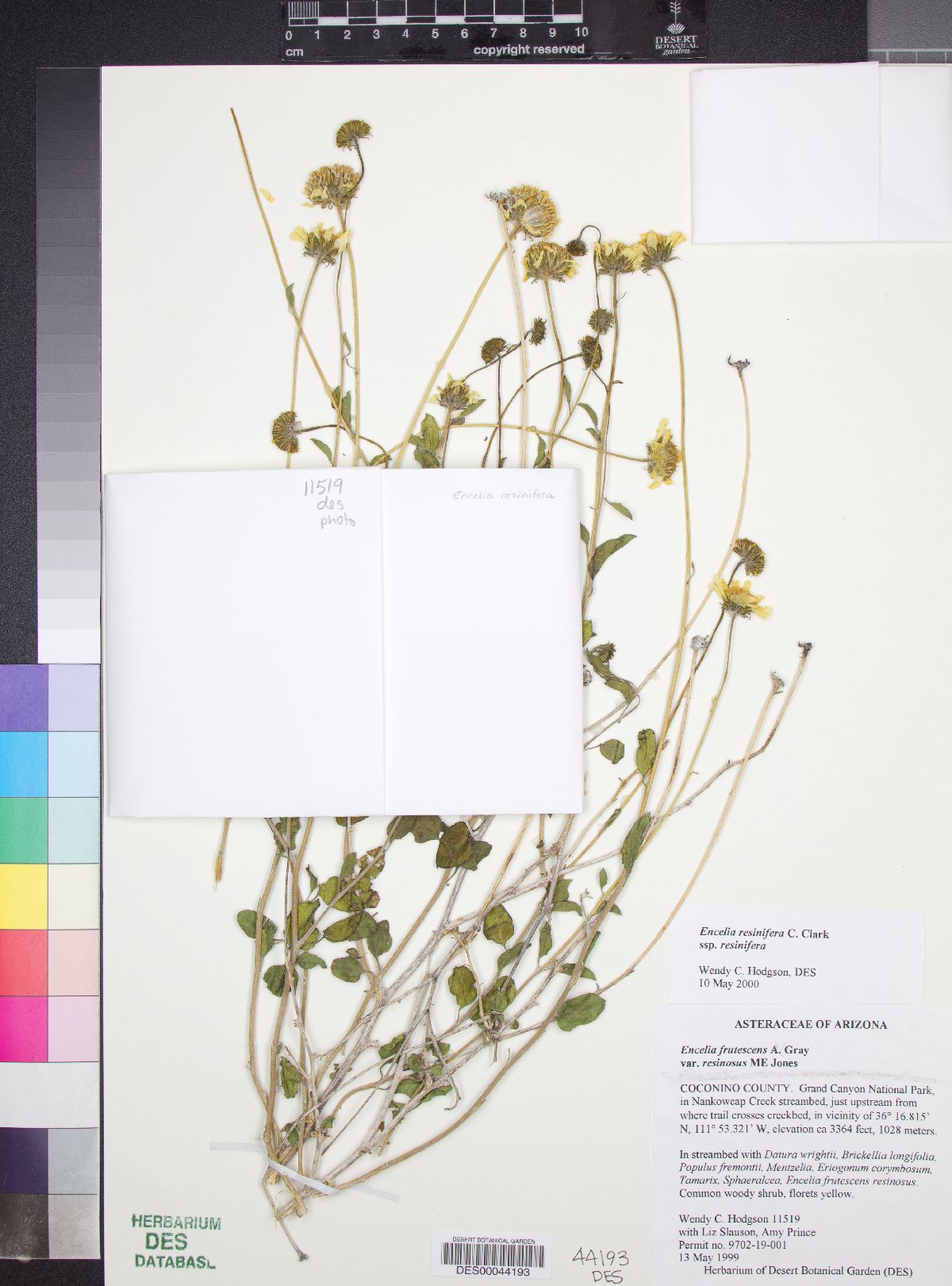 Encelia resinifera subsp. resinifera image