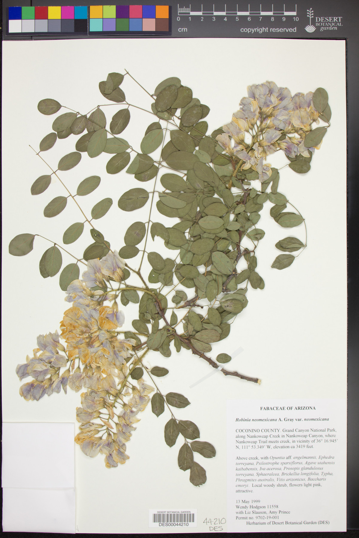 Robinia neomexicana var. neomexicana image