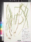 Elymus saxicolus image