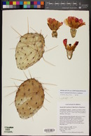 Opuntia engelmannii var. engelmannii image