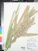 Phragmites australis image