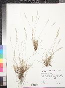 Festuca brachyphylla subsp. coloradensis image