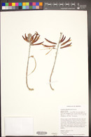 Erythrina flabelliformis image