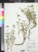 Monardella glauca image