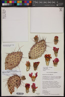 Opuntia polyacantha image