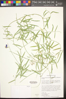 Lathyrus brachycalyx subsp. zionis image