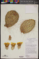 Opuntia polyacantha image