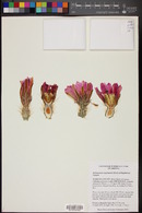 Echinocereus engelmannii image