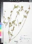 Acer glabrum image