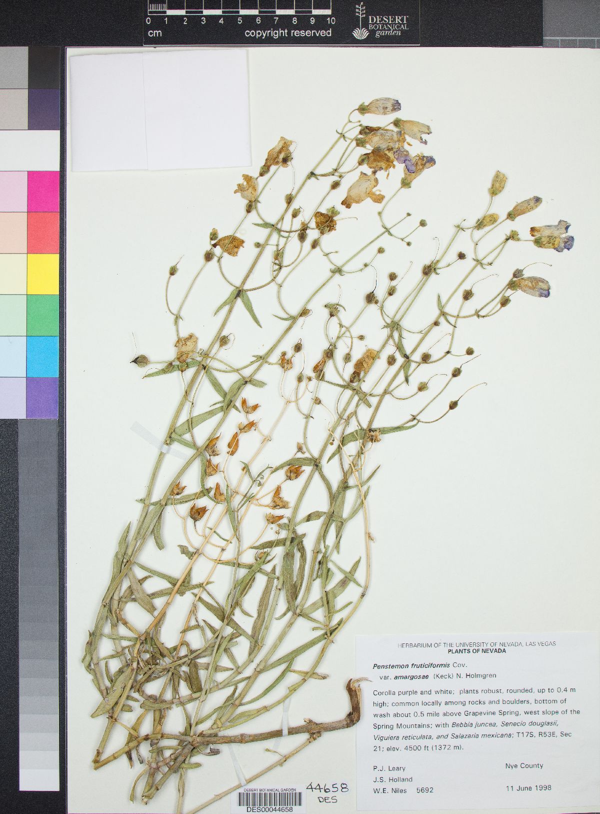 Penstemon fruticiformis subsp. amargosae image