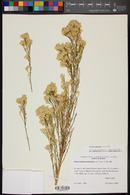 Ericameria paniculata image