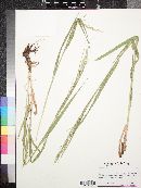 Bromus inermis image