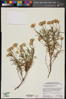 Ericameria linearifolia image