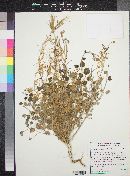Camissonia cardiophylla image