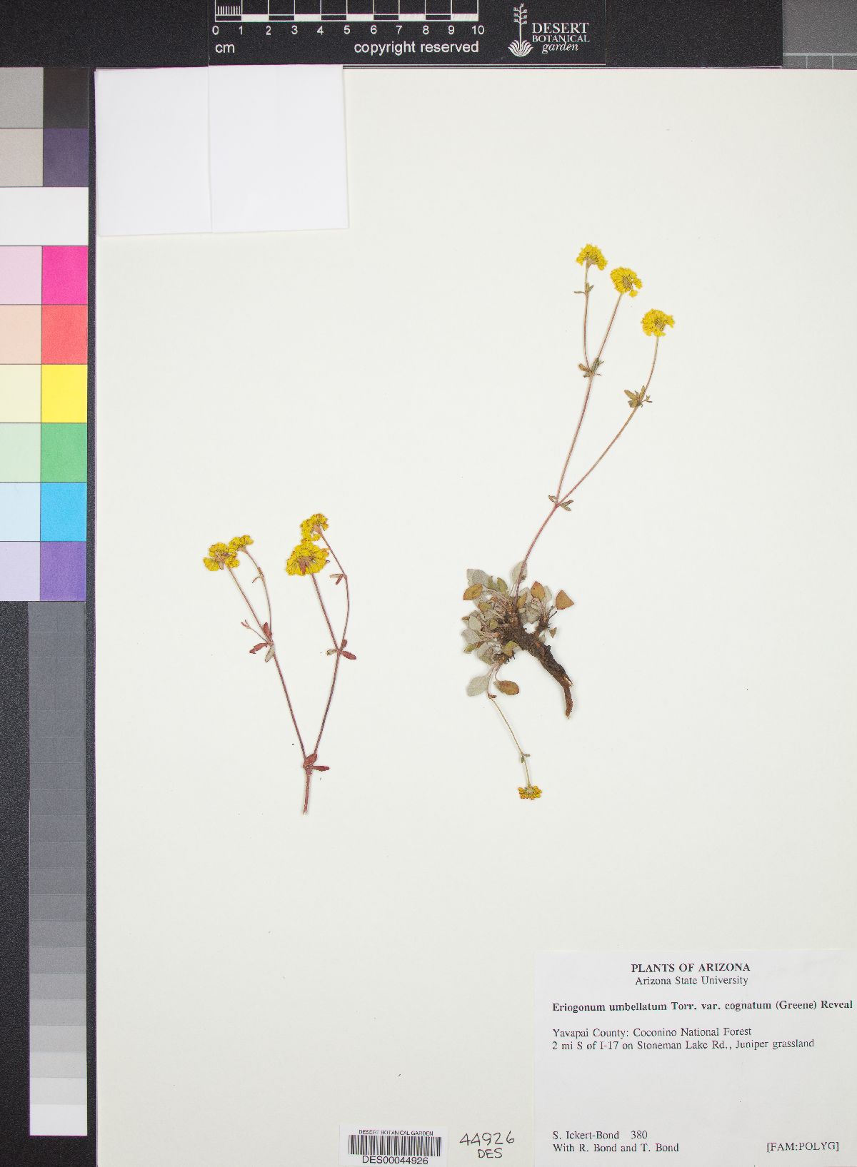 Eriogonum umbellatum var. cognatum image