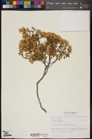 Ericameria cuneata image