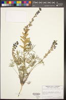 Lupinus sparsiflorus image