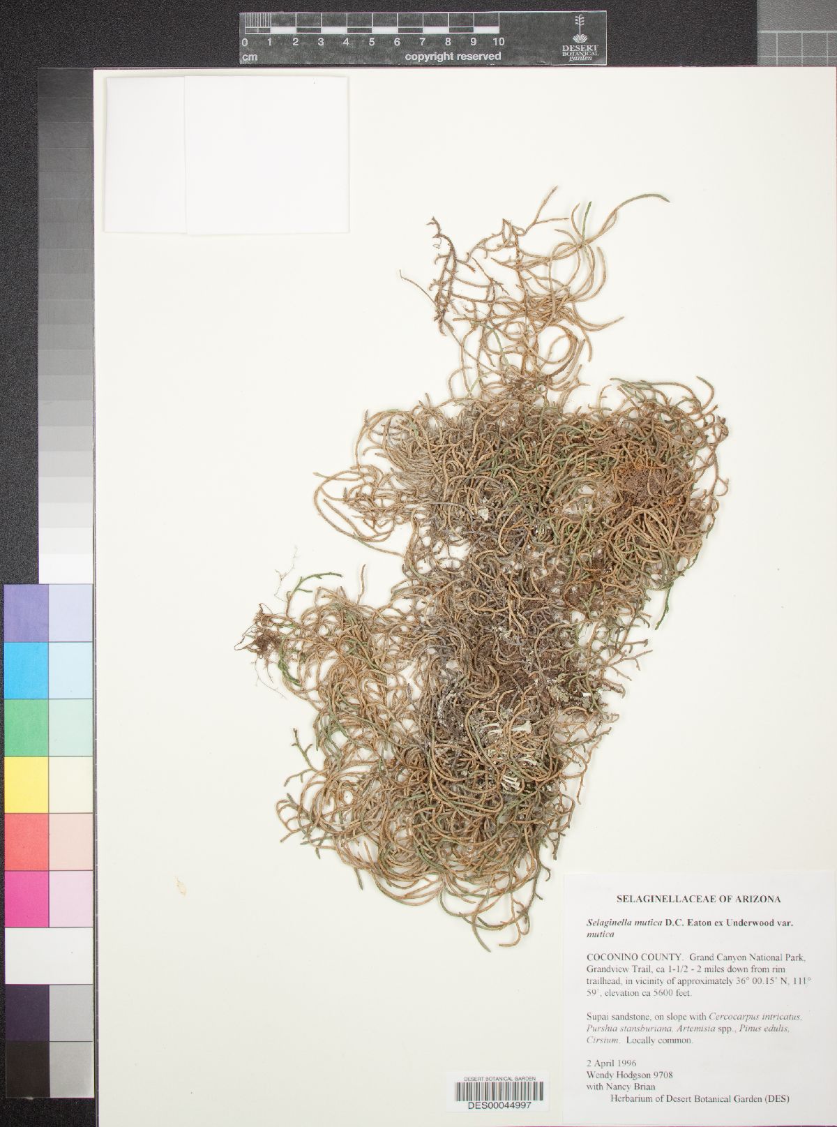 Selaginella mutica var. mutica image