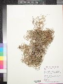 Selaginella mutica var. mutica image