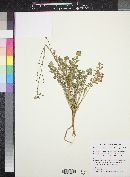 Camissonia walkeri subsp. walkeri image