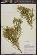 Baccharis sergiloides image