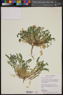 Astragalus mokiacensis image