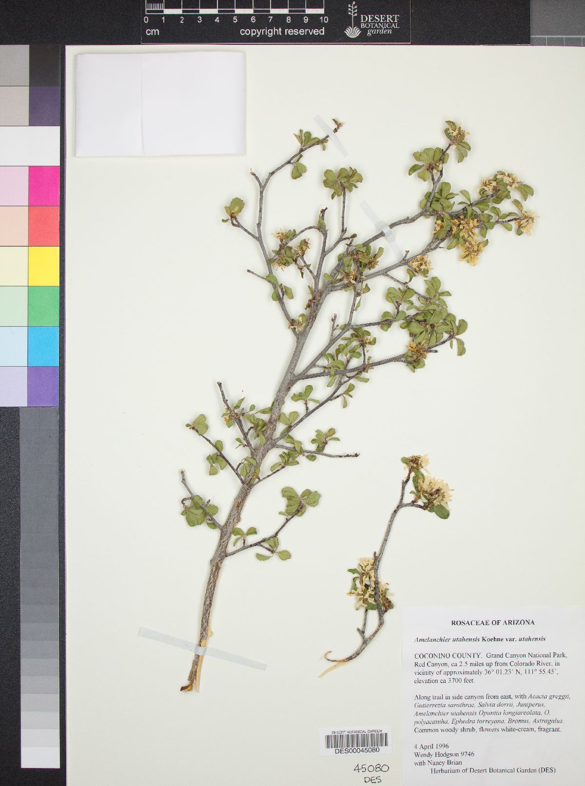 Amelanchier utahensis var. utahensis image