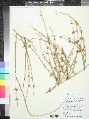 Ephedra torreyana image