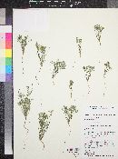 Eschscholzia minutiflora subsp. minutiflora image