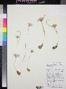 Allium atrorubens var. cristatum image