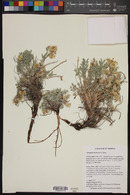 Astragalus newberryi image