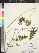 Fraxinus cuspidata image