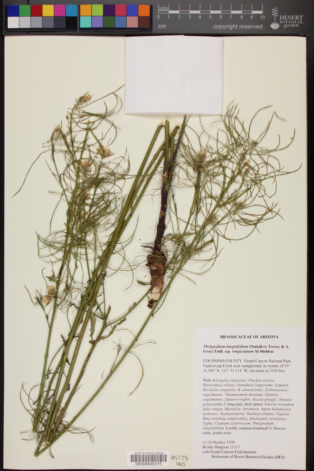 Thelypodium integrifolium subsp. longicarpum image