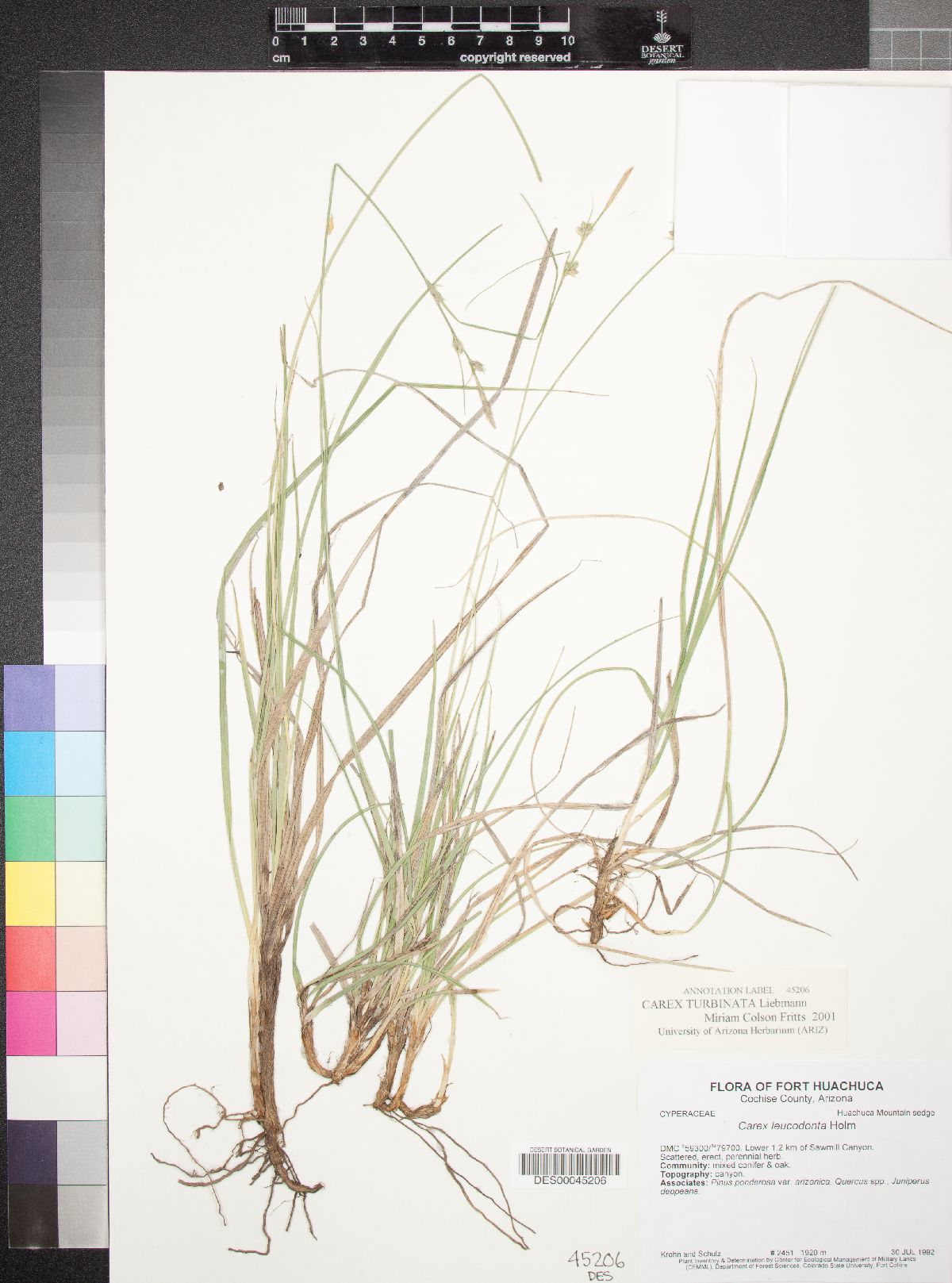 Carex turbinata image