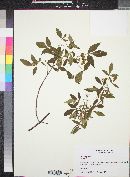 Ptelea trifoliata image