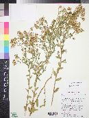 Herrickia glauca image