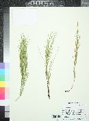 Equisetum arvense image