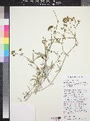 Mirabilis linearis image