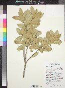 Quercus grisea image