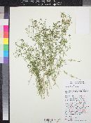 Galium wrightii image