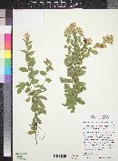 Solidago wrightii image