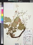 Heuchera rubescens var. versicolor image