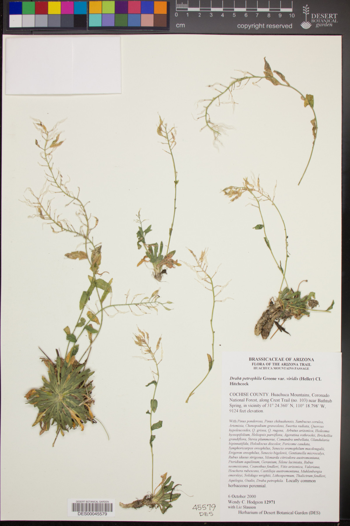 Draba viridis image