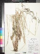 Eragrostis curvula image