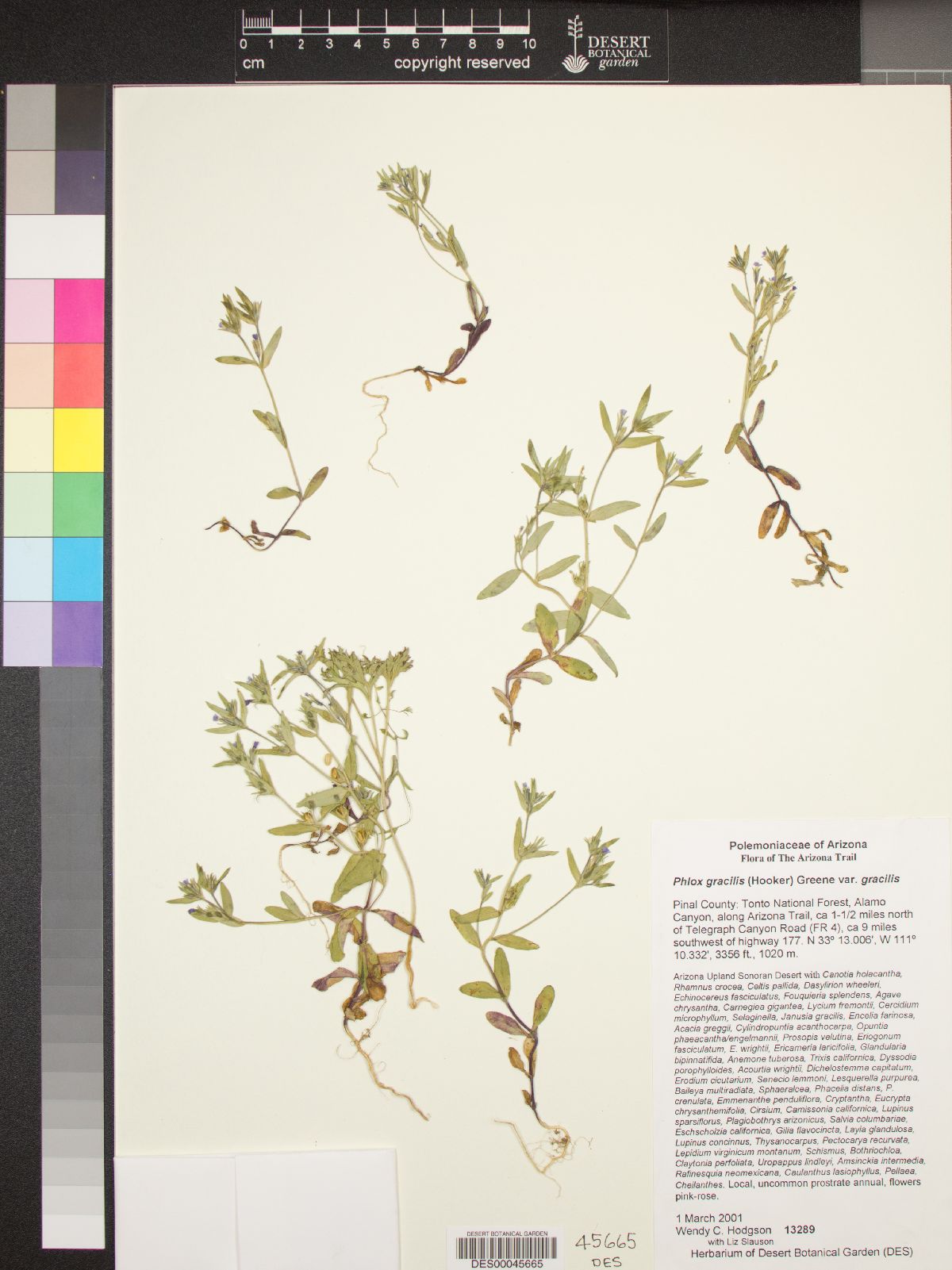 Phlox gracilis subsp. gracilis image