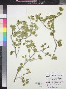 Amelanchier utahensis var. covillei image