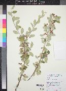 Cotoneaster lacteus image