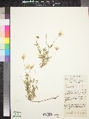 Melampodium leucanthum image