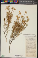 Ericameria linearifolia image